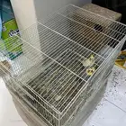 3 طيور كروان