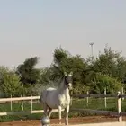 فرس واهو لقاح وشيخه