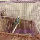 جوز بادجي