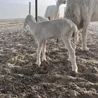 مطلوع راعي غنم ذو خبر ه