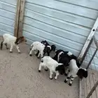 دواغير نعيم كبار العدد 8