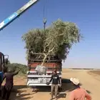 اشجار زيتون