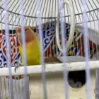 عصفور روز ذكر