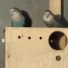 للبيع 3 ازوج روز منتجين