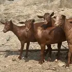 جفار دهم الدهم