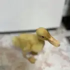 للبيع بط بكيني