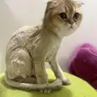 للبيع قط سكوتش دبل فولد