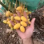 فسايل ونخل أخلاص للبيع