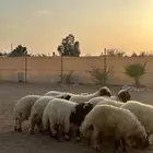 نعيمي فواخر