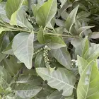 شتلات ياسمين استرالي تتحمل الحر