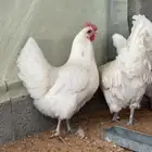 للبيع طقم استرالوب (ابيض) منتج