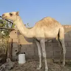 قعدان لبانيه مقفلات شحم واحد عمره 6شهور والصغير 4شهور