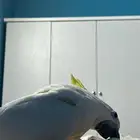 كوكاتو ترايتون