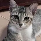 تبني قطط العمر 5 شهور