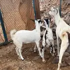 عنز بيشيه قارح يتبعها تيس و جفره