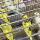 البيع مستعجل باذجي الحبة ب 35