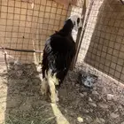 النوع رخله نجديه صنف