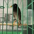 طير ميناء كبتن كلام