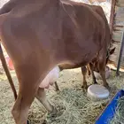 بقره بلديه تحتها حسيل