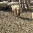 خرفان ورخال نعيم