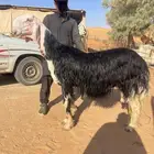 طلي نجدي مثني له ثلاث شهور تقريبا