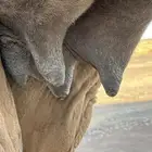خلفه ام ثالث منيحه
