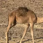 قعود