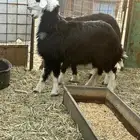 رخلين وثلاث خرفان 7 شهور شحم ونظاف مراح