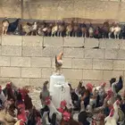 دجاج بلدي بياض العمر من 8 شهور إلى سنة ونص