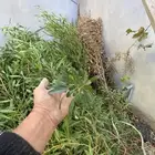 لاصحاب الخبزة المقناة متوفر شث من مزرعتي ورق كثيف وعود طويل