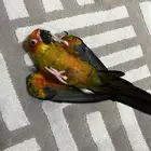 فرخ صن كنيور اليف جدا  هدد خارجي نشبه نشبههه
