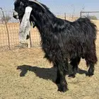 فحل عارضي خصم ومعرف