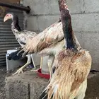 دجاج شامو يباني للبيع