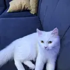 قطوه شيرازي وطير بادجي للتبني