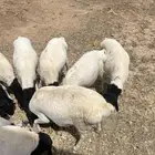 طلبان برابر مرابي