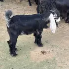 جفره عارضيه