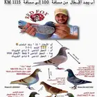 حمام زاجل جانسن السرعه