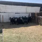 تيوس لحم ماشاء الله على السوم