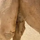 للبيع جذعه لقحه رمانيه