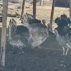 دجاج رومي