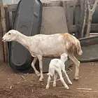 للبيع نعجه منتوج