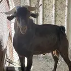 تيس فحل ادهم ادبس كفووو مشروط