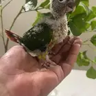 فروخ كنيور غر(تم البيع)