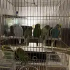 عصافير كناري ( الحب )