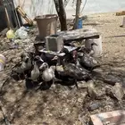 بط بح مصري