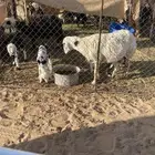 حريه متوم تامه