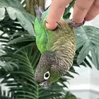 كنيور قرين شيك الليف حمامه هدد متكلم 10-15 كلمه