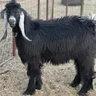 تيوس عوارض