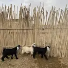 بهم للبيع