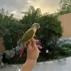 كنيور فرخ اناناس